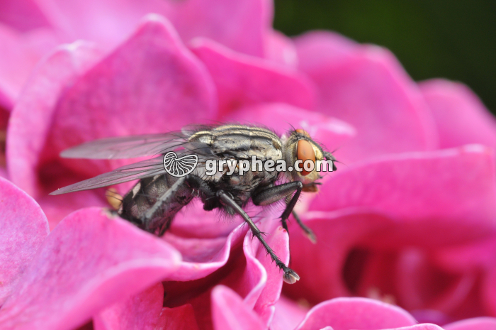Mouche (Calliphora erythrocephala) - gryphea.com